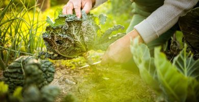 Curso Permacultura conocer el ambiente